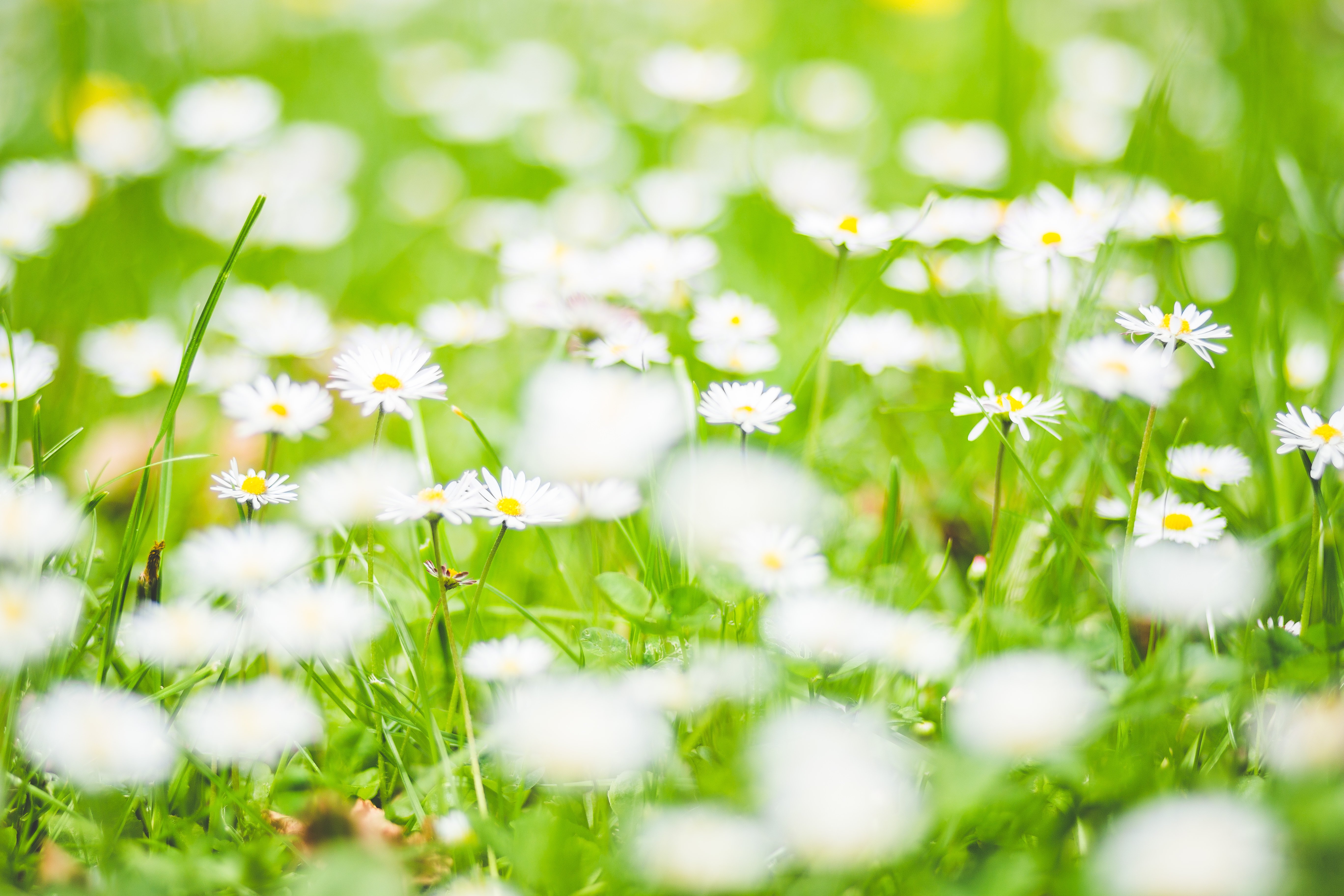 White Petaled Flowers