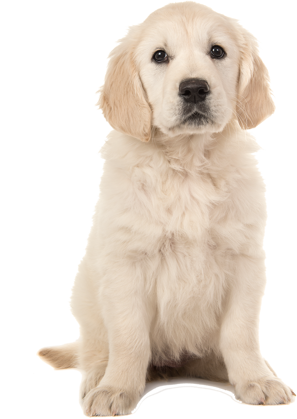 Cute Blond Golden Retriever Puppy Sitting and Facing the Camera Isolated on a White Background