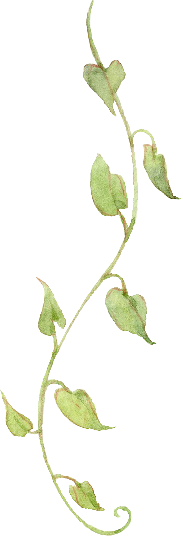 Green leaf watercolor